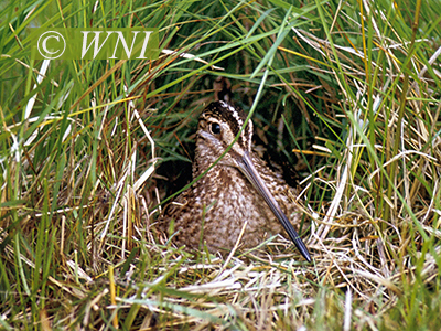 Common Snipe (Gallinago gallinago)